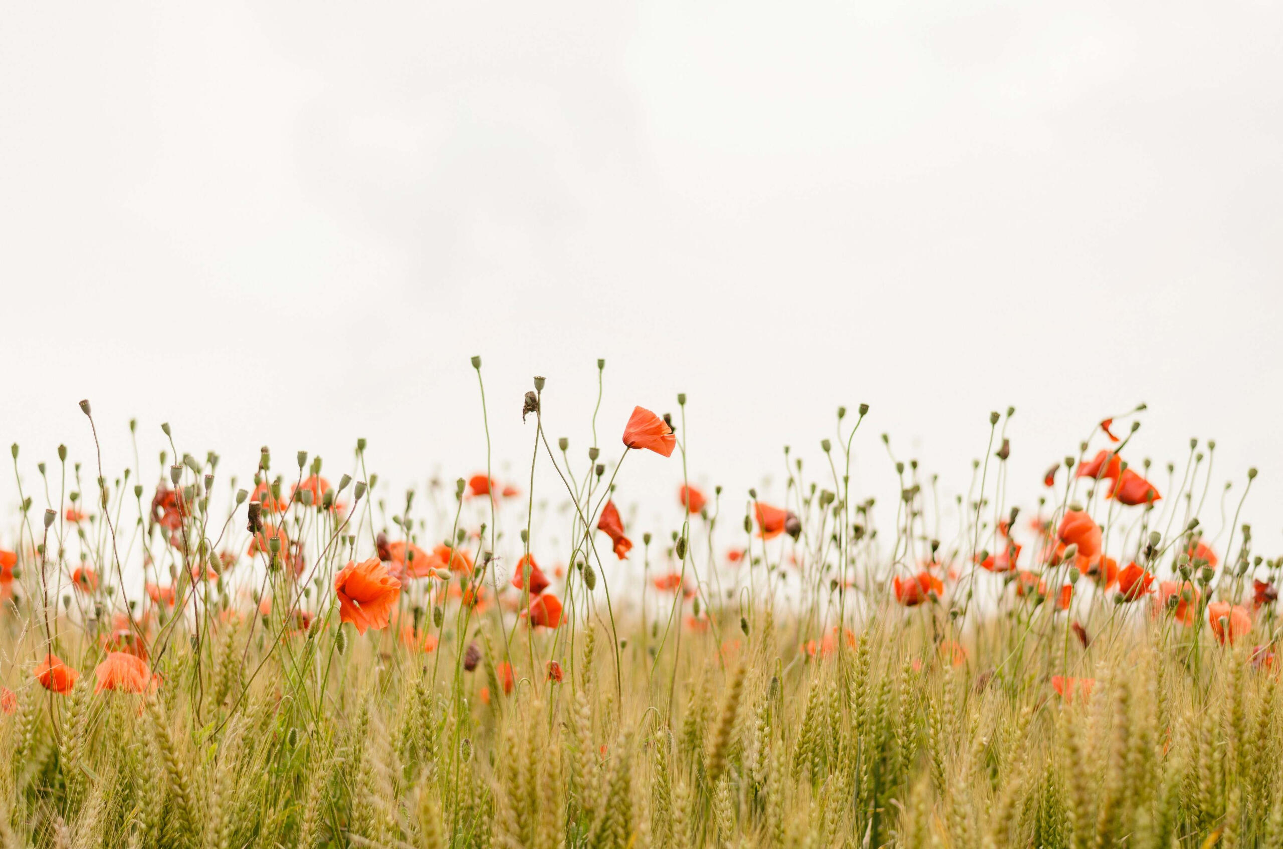 Field of Poppies